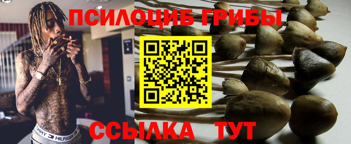 Псилоцибиновые грибы Psilocybine cubensis  Вход с VPN  Нижнеудинск  Псилоцибиновые грибы мицелий 